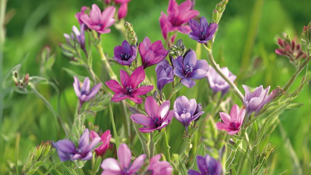 Paviaani kukka - Blomea.fi