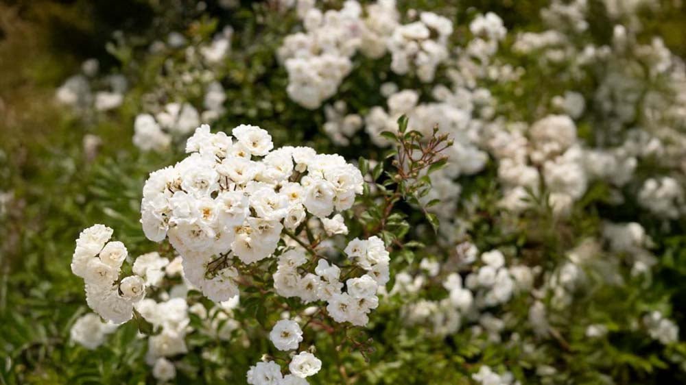 Peittoruusut - Blomea.fi