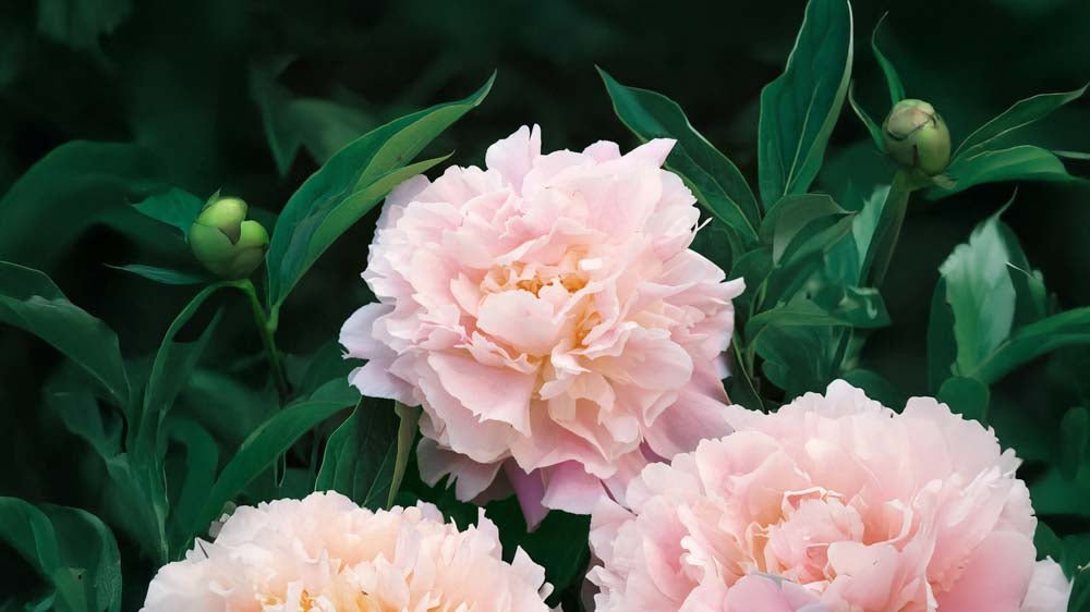 Perennat - Blomea.fi