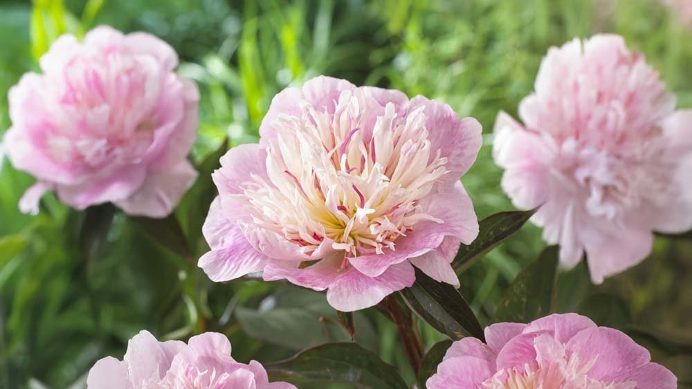 Perennat aurinkoon - Blomea.fi