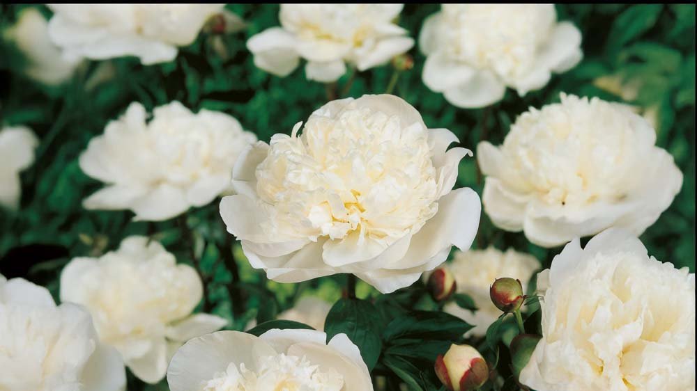 Perennat ruukussa - Blomea.fi