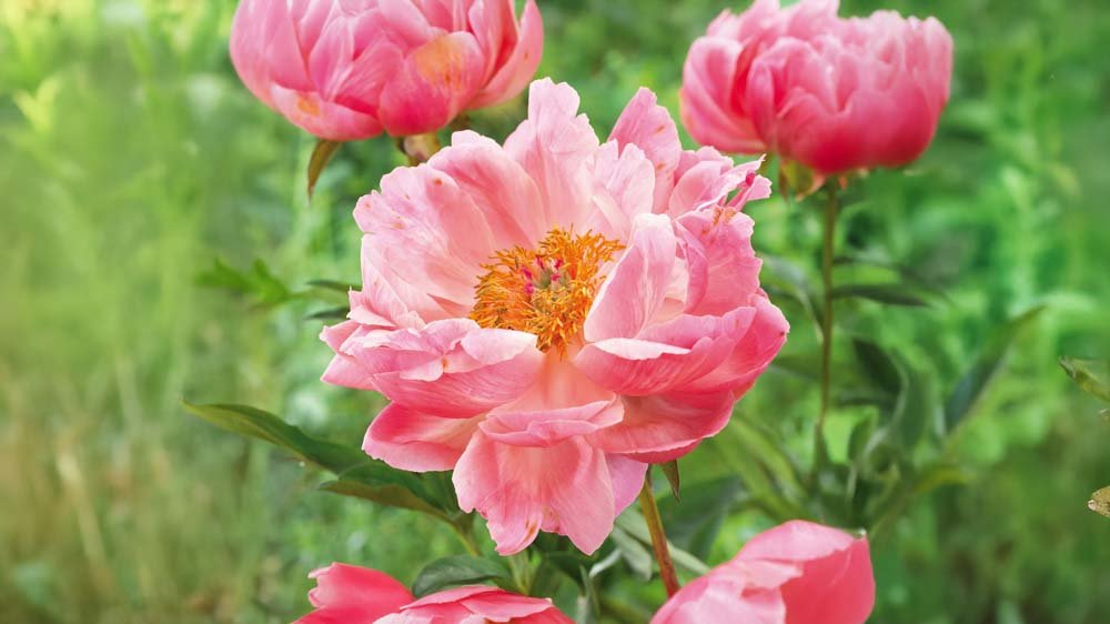 Perennat varjoon - Blomea.fi