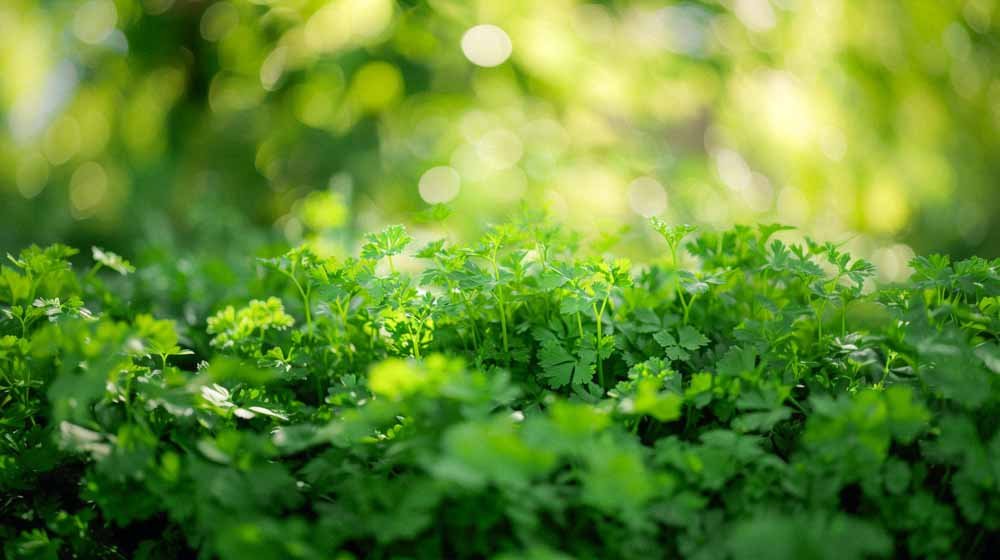 Persiljan siemenet - Blomea.fi