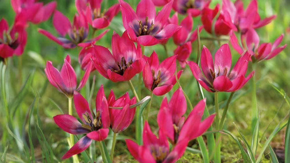 Pienet tulppaanit - Blomea.fi