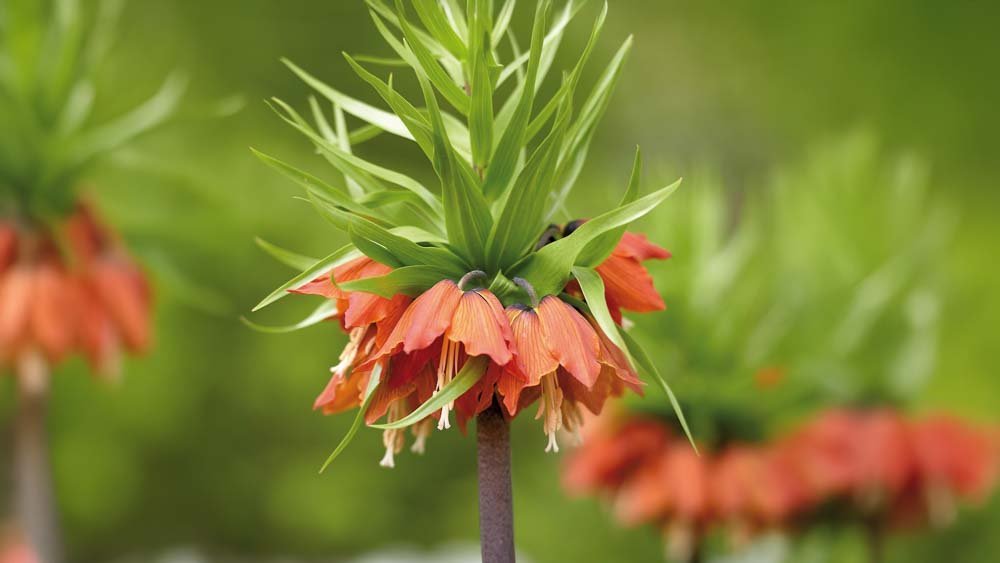 Punainen keisarinkruunu - Blomea.fi