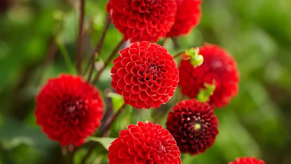 Punaiset daaliat - Blomea.fi