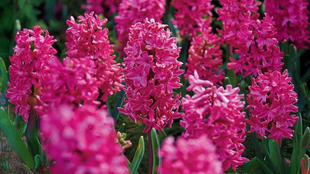 Punaiset hyasintit - Blomea.fi