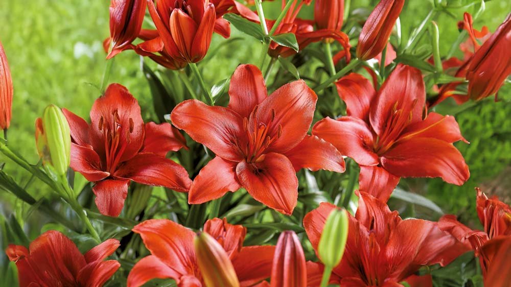 Punaiset liljat - Blomea.fi