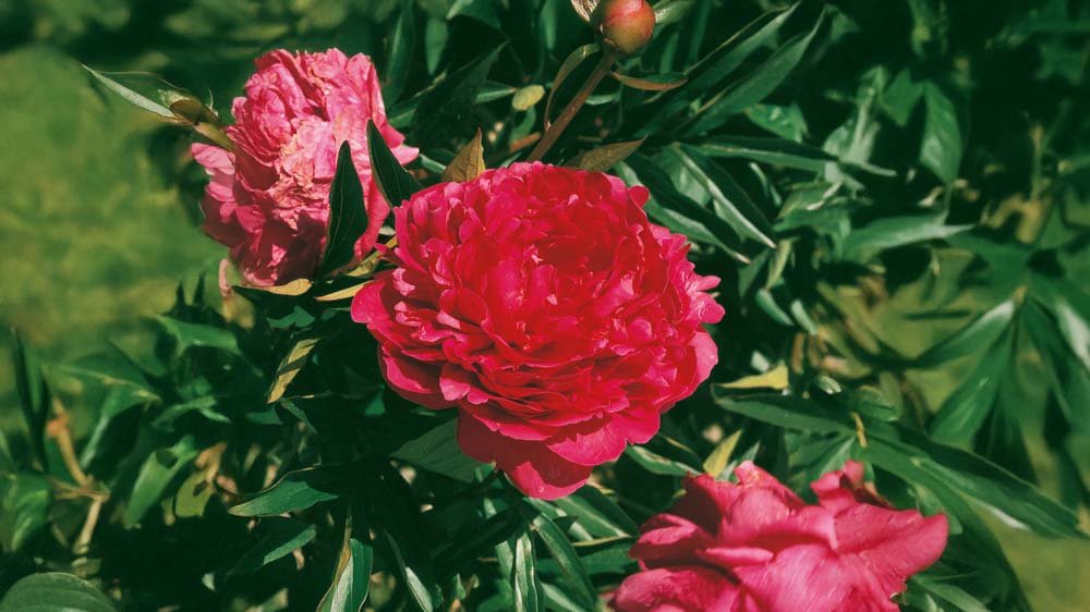 Punaiset perennat - Blomea.fi