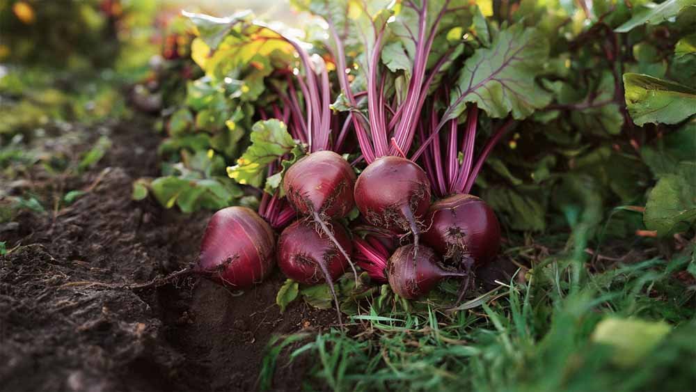 Punajuuren siemenet - Blomea.fi