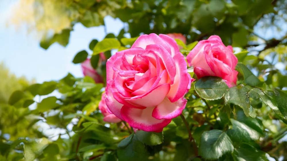 Puutarharuusut - Blomea.fi