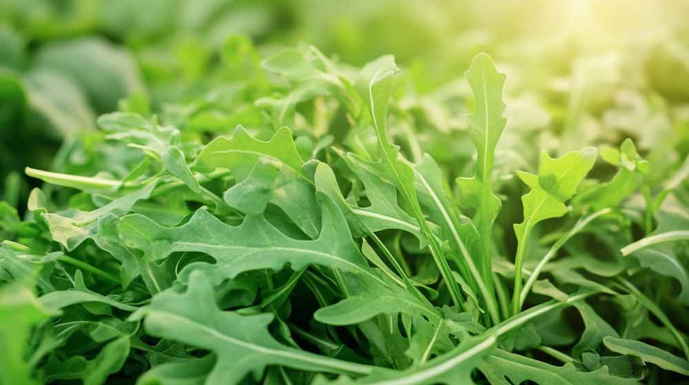 Rucolan siemenet - Blomea.fi