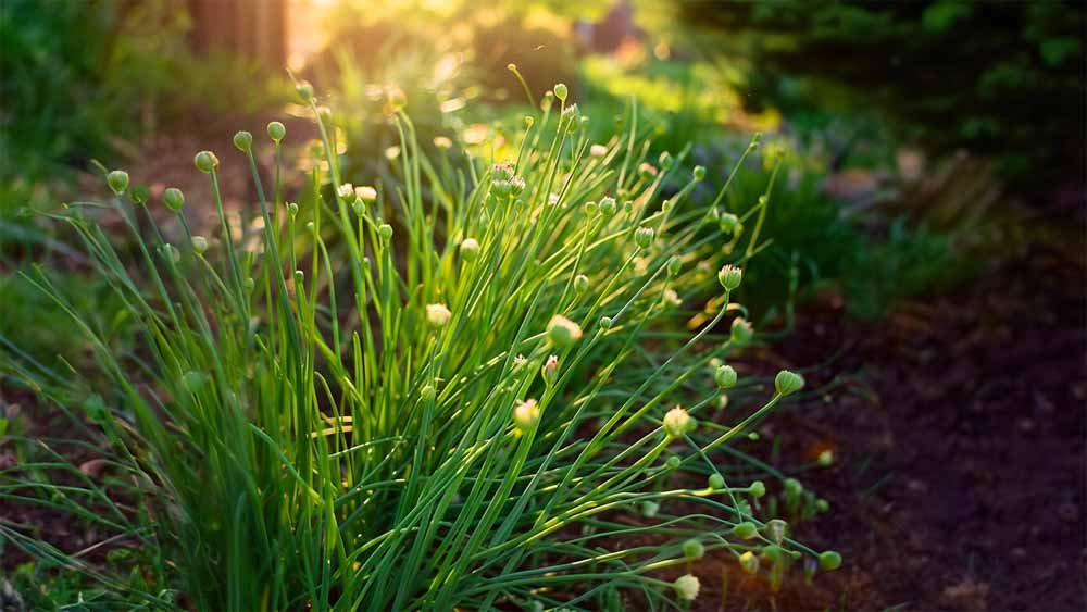 Ruohosipulin siemenet - Blomea.fi