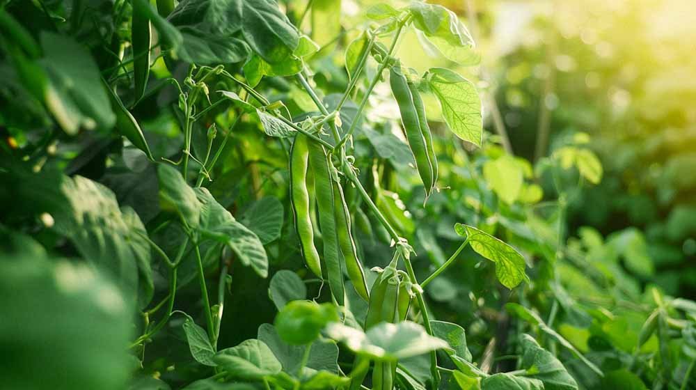 Ruusupavun siemenet - Blomea.fi