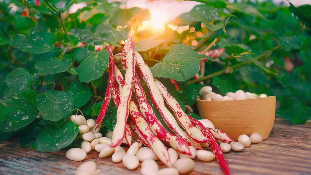 Salkopavun siemenet - Blomea.fi