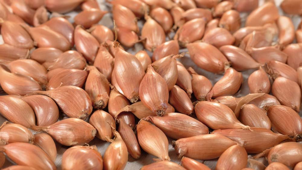 Salottisipulit - Blomea.fi