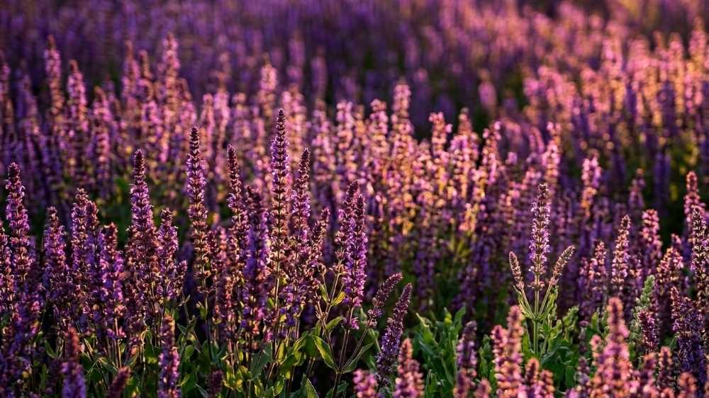 Salvia