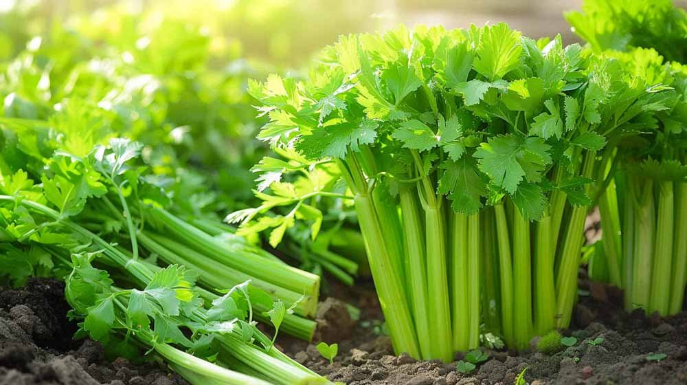 Sellerin siemenet - Blomea.fi