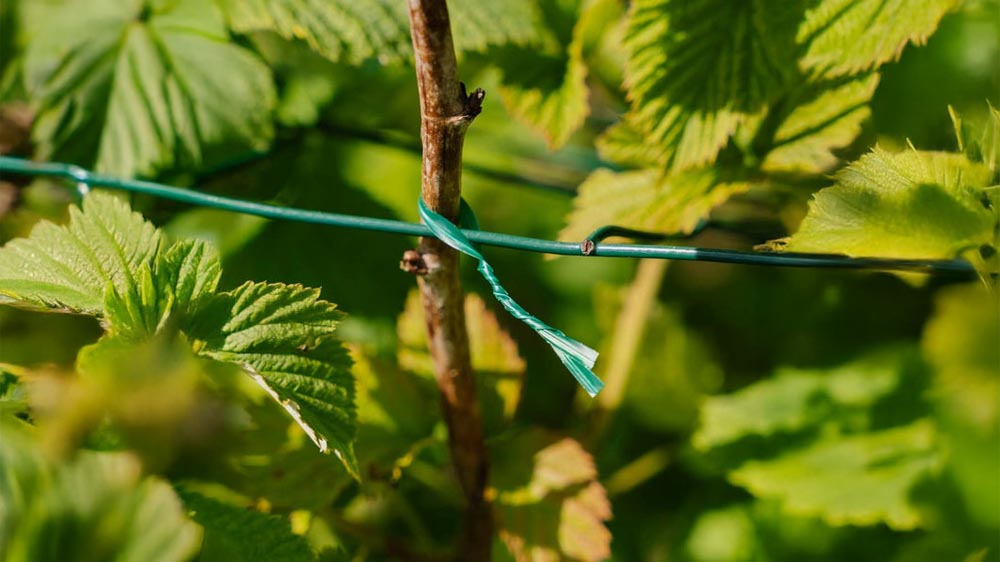 Sidontalanka - Blomea.fi