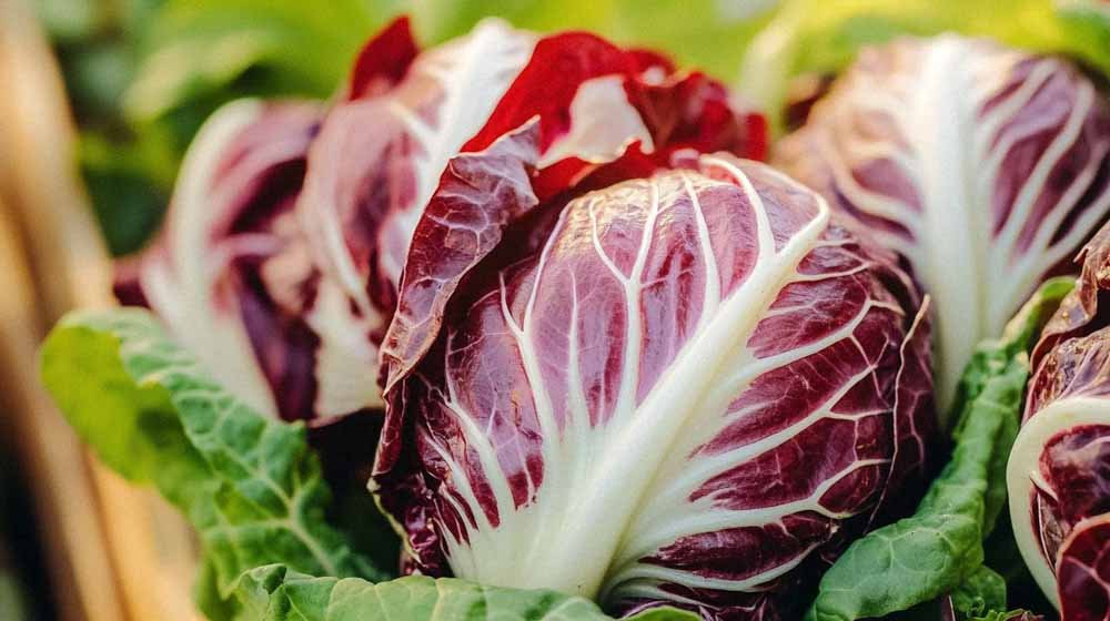 Sikurisalaatin siemenet - Blomea.fi