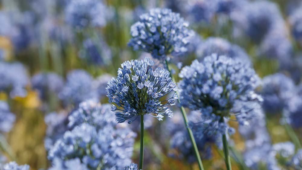 Sininen allium - Blomea.fi