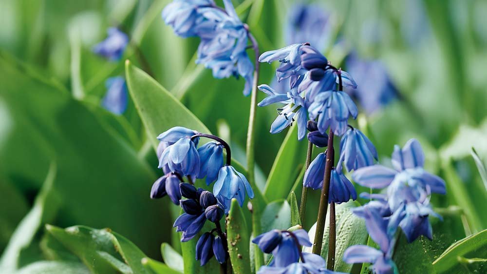 Sininen scilla - Blomea.fi