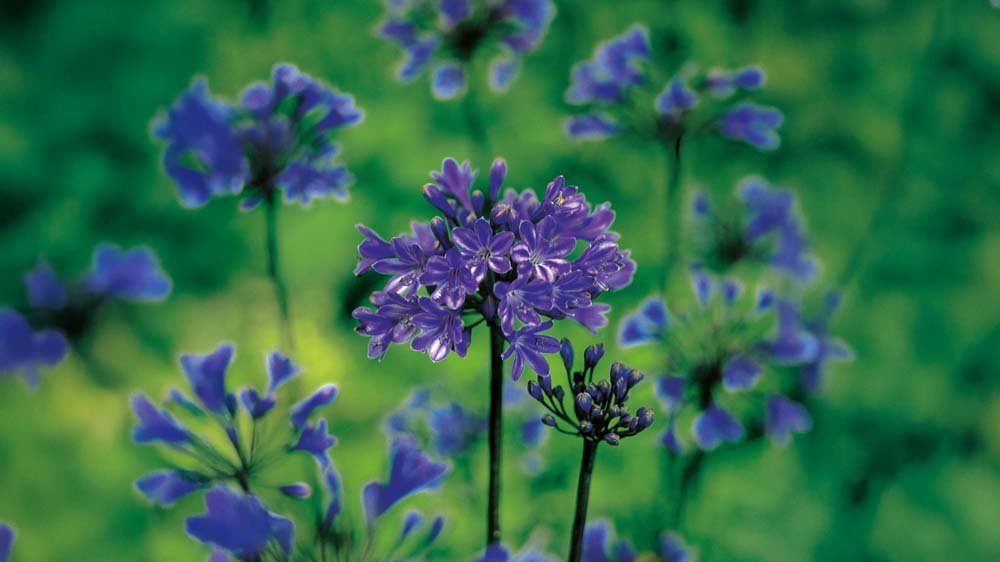 Siniset agapanthus - Blomea.fi
