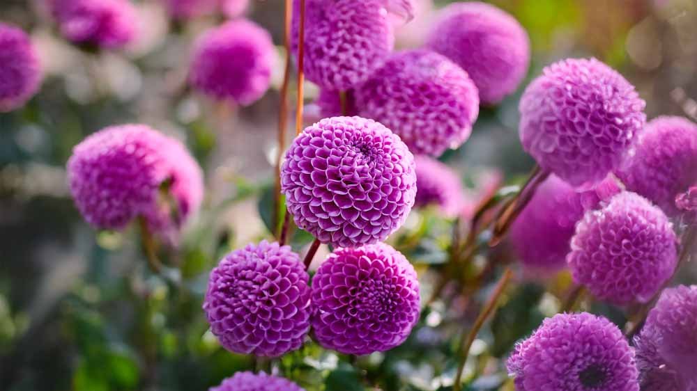 Siniset daaliat - Blomea.fi