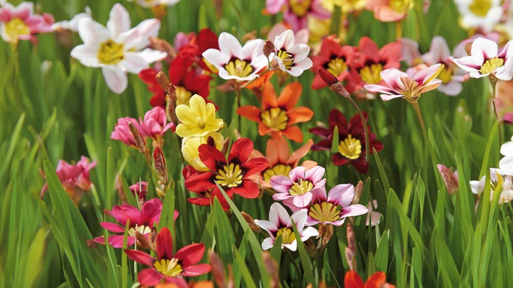 Sparaxis - Blomea.fi