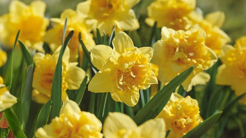 Suuret narsissit - Blomea.fi