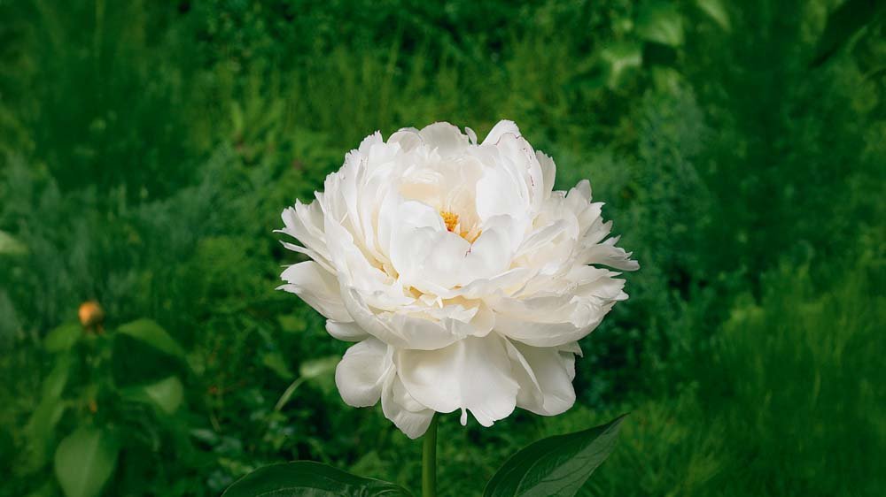 Syksyllä kukkivat perennat - Blomea.fi