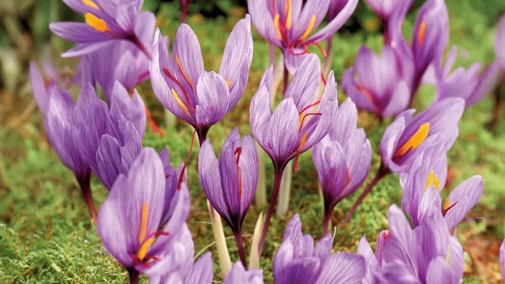 Syksyn kukkasipulit - Blomea.fi