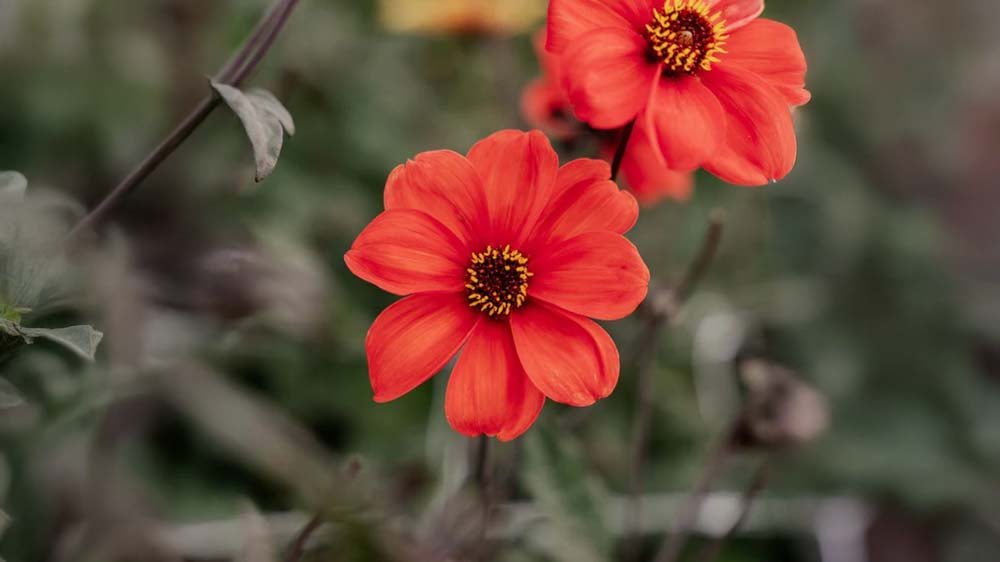 Syyskukat - Blomea.fi