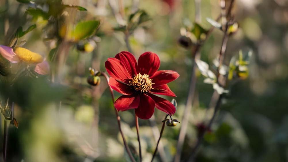 Syyskukat ruukussa - Blomea.fi