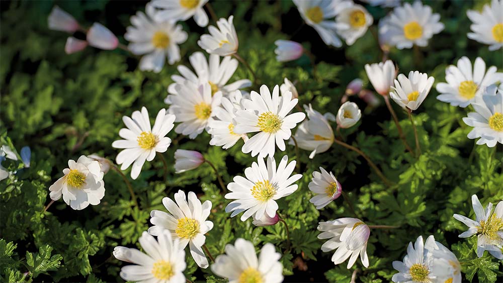 Syysvuokot - Blomea.fi