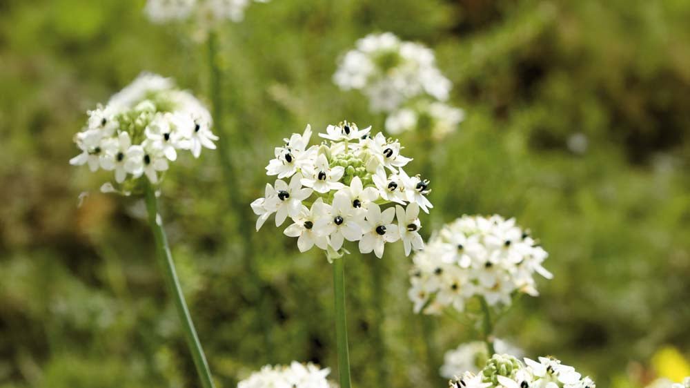 Tähdikit - Blomea.fi