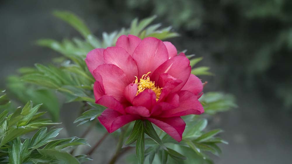 Talvenkestävät perennat - Blomea.fi