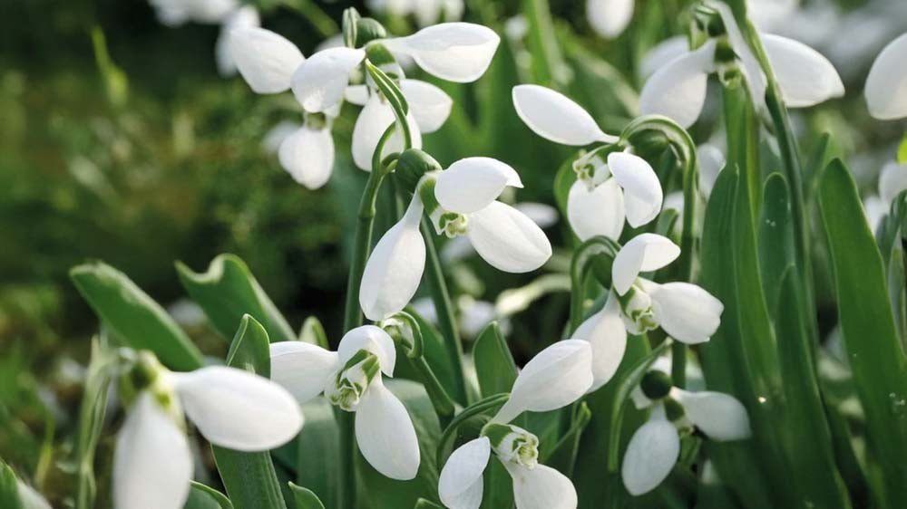 Talvikukat - Blomea.fi