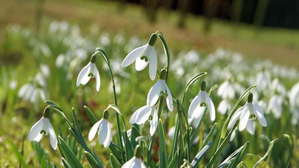 Talvikukat ruukussa - Blomea.fi