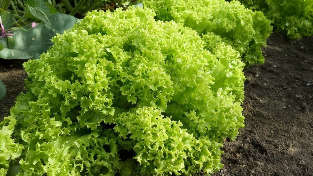 Tammenlehtisalaatti siemenet - Blomea.fi