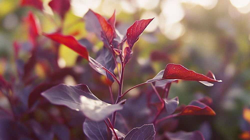 Tarhamaltsan siemenet - Blomea.fi