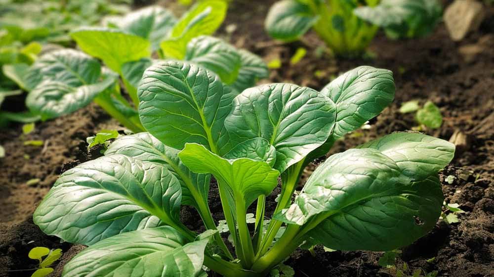 Tatsoin siemenet - Blomea.fi