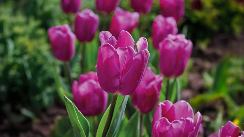 Varhaiset tulppaanit