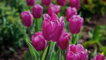 Varhaiset tulppaanit