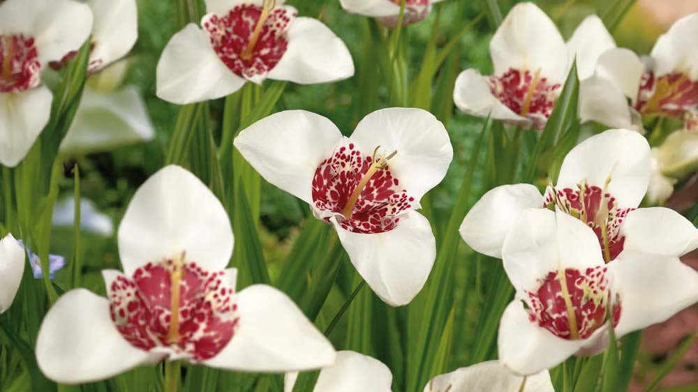 Tiikerikukat - Blomea.fi