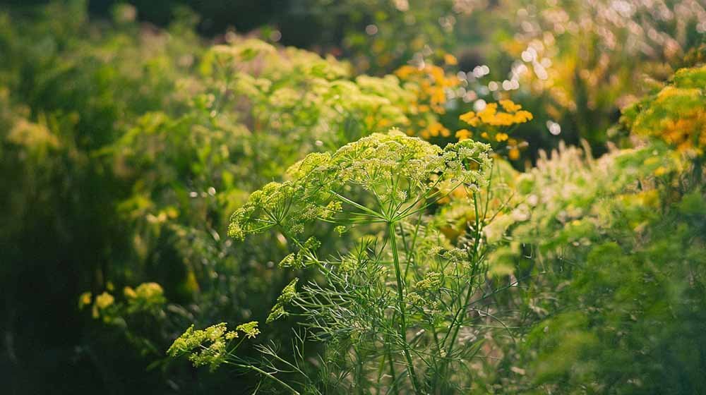 Tillin siemenet - Blomea.fi