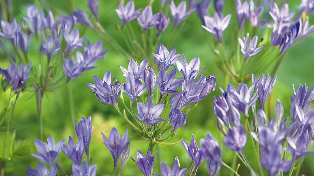 Triteleia - Blomea.fi
