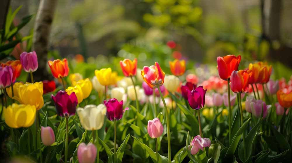 Triumph tulppaanit - Blomea.fi