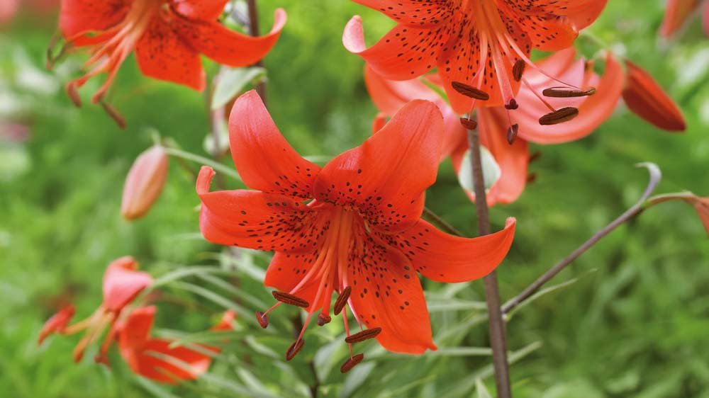 Trumpettililjat - Blomea.fi