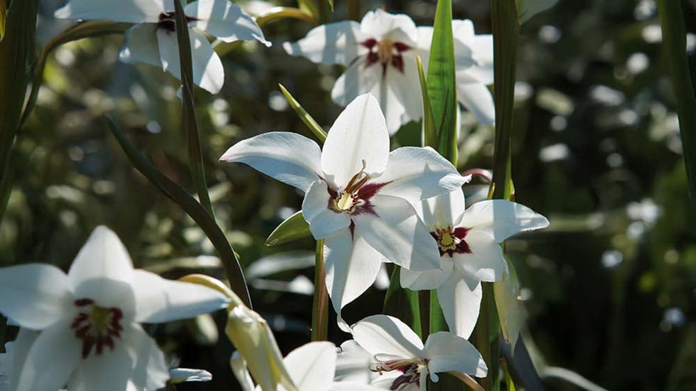 Tuoksumiekkalilja - Blomea.fi